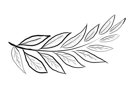 Leaves hand drawn. Line art. On a white background. Isolateの写真素材