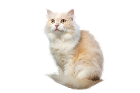 Light brown and white persian cat, isolate, on a white backgroundの写真素材