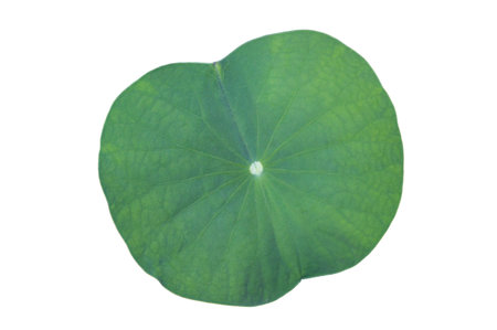 Lotus leaf Isolate collection of white backgroundの写真素材