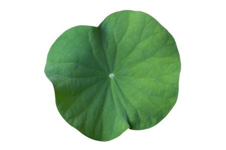 Lotus leaf Isolate collection of white backgroundの写真素材