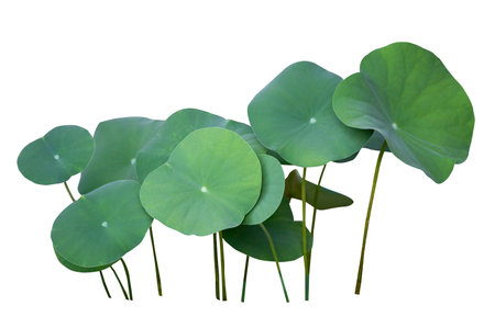 Lotus leaf Isolate collection of white backgroundの写真素材