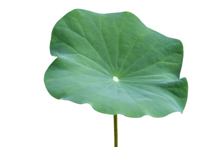 Lotus leaf Isolate collection of white backgroundの写真素材