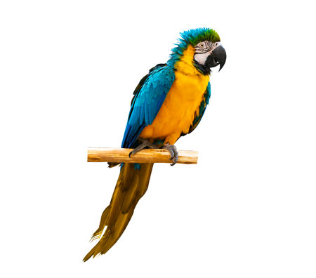 macaw parrot parakeet perching on branch on white background isolateの写真素材