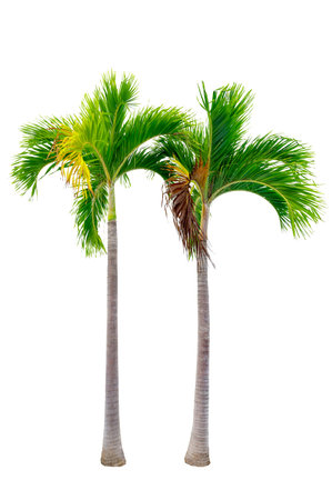 Big palm trees used in garden decoration on white background. Isolatedの写真素材