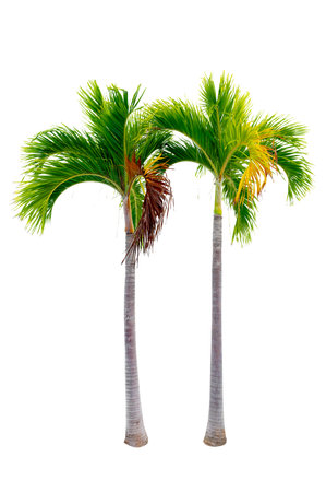 Big palm trees used in garden decoration on white background. Isolatedの写真素材