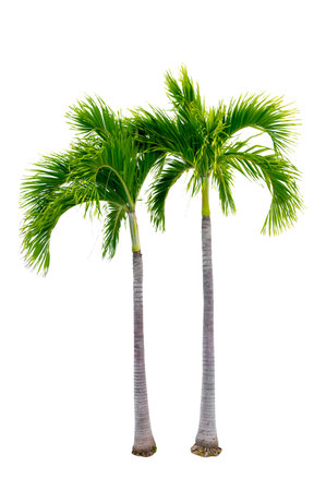 Big palm trees used in garden decoration on white background. Isolatedの写真素材
