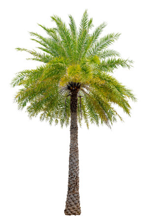 Big palm trees used in garden decoration on white background. Isolatedの写真素材