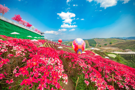 Red flower garden field, Khao Kho, with balloons in Khao Kho District Phetchabun Province, Thailandの写真素材