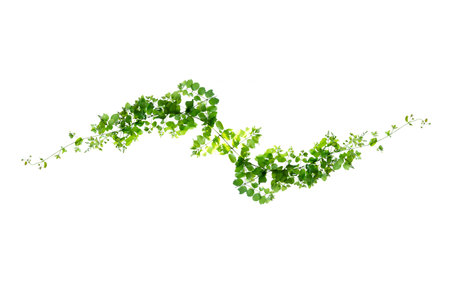 leaf vine isolates on a white backgroundの写真素材