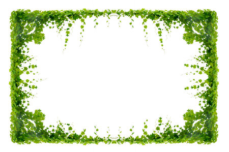 vine frame leaf vine isolates on a white backgroundの写真素材