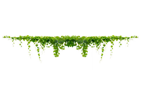 vine frame leaf vine isolates on a white backgroundの写真素材