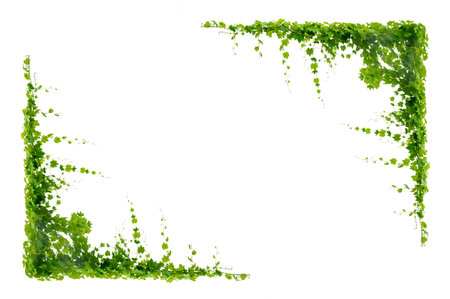 vine frame leaf vine isolates on a white backgroundの写真素材