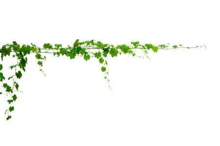 vine frame leaf vine isolates on a white backgroundの写真素材