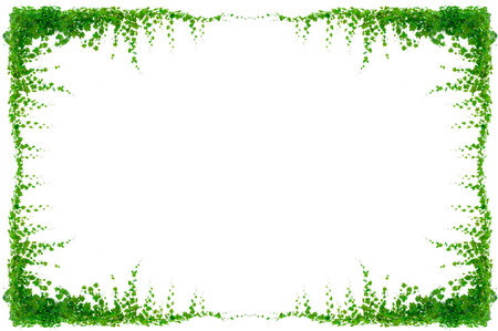 vine frame leaf vine isolates on a white backgroundの写真素材