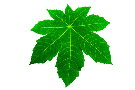 Leaves Calathea ornata pin stripe background White Isolateの写真素材