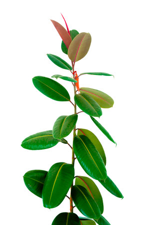 Decora Tree, Indian Rubber Tree, Rubber Plant isolated on white background, Indoor plant ficus in a pot isolated on white background. Flower for decoration. Design elementの写真素材