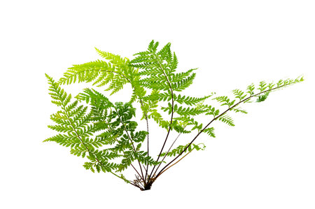 Beautiful composition with fern and other tropical leaves on white background. Fern leaf, Ornamental foliage, Fern isolated on white background, with clipping pathの写真素材