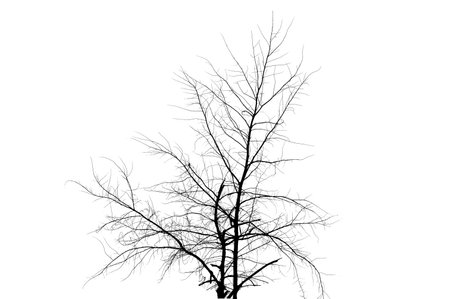 Dried Tree Isolate Dead tree isolated on white background.の写真素材