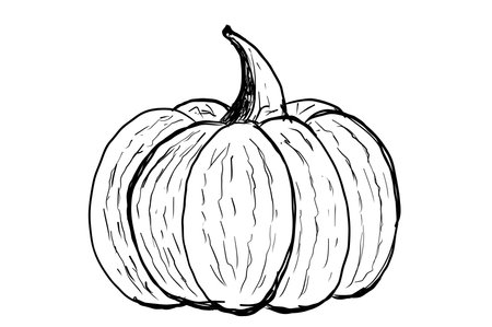 Pumpkin line drawing illustration. One continuous line drawing pumpkin fruit. Halloween Pumpkin single line illustration.の写真素材