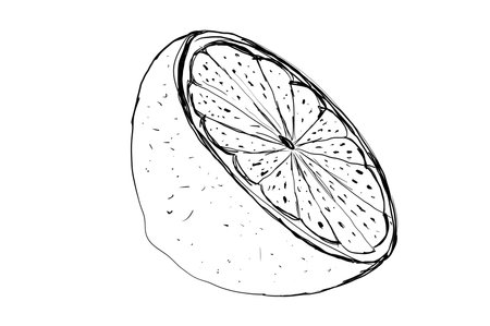 Illustration, outline of a lemon on a white background isolate. Lemon line icons set illustration. Hand drawn outline whole citrus with peel and naturalの写真素材