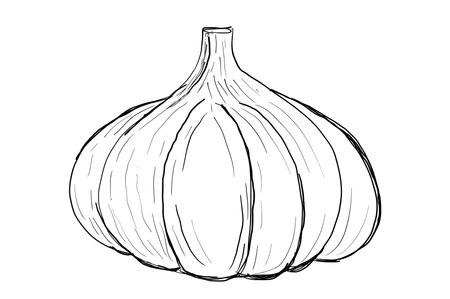 Hand drawn garlic icon. badge vegetable in the old ink style for brochures, banner, restaurant menu and market. Elegant Garlic Icon - Intricate Black and White for Cooking, Nature, and Art Projectsの写真素材