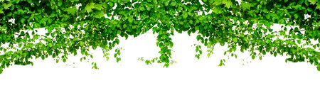 vine frame leaf vine isolates on a white backgroundの写真素材