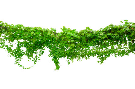vine frame leaf vine isolates on a white backgroundの写真素材