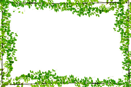 vine frame leaf vine isolates on a white backgroundの写真素材