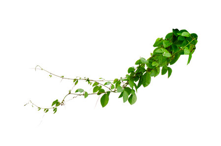 vine frame leaf vine isolates on a white backgroundの写真素材