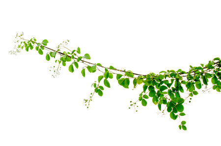 vine frame leaf vine isolates on a white backgroundの写真素材