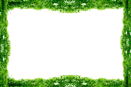 vine frame leaf vine isolates on a white backgroundの写真素材