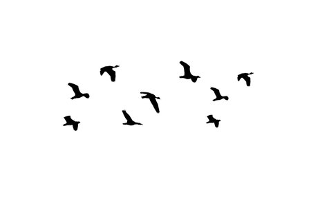 Bird sillhouette Flock black birds. Flocks of flying pigeons isolated on white background. Save with clipping path. flying birds formation of pigeons many isolated for backgoundの写真素材