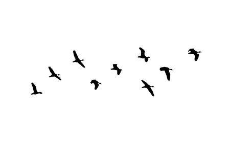 Bird sillhouette Flock black birds. Flocks of flying pigeons isolated on white background. Save with clipping path. flying birds formation of pigeons many isolated for backgoundの写真素材