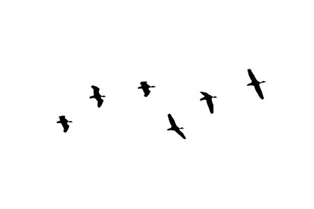 Bird sillhouette Flock black birds. Flocks of flying pigeons isolated on white background. Save with clipping path. flying birds formation of pigeons many isolated for backgoundの写真素材