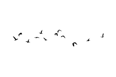 Bird sillhouette Flock black birds. Flocks of flying pigeons isolated on white background. Save with clipping path. flying birds formation of pigeons many isolated for backgoundの写真素材