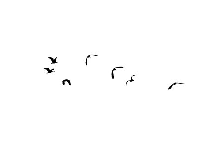 Bird sillhouette Flock black birds. Flocks of flying pigeons isolated on white background. Save with clipping path. flying birds formation of pigeons many isolated for backgoundの写真素材