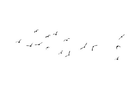 Bird sillhouette Flock black birds. Flocks of flying pigeons isolated on white background. Save with clipping path. flying birds formation of pigeons many isolated for backgoundの写真素材