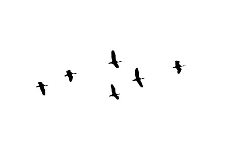 Bird sillhouette Flock black birds. Flocks of flying pigeons isolated on white background. Save with clipping path. flying birds formation of pigeons many isolated for backgoundの写真素材