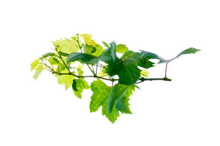 vine frame leaf vine isolates on a white backgroundの写真素材