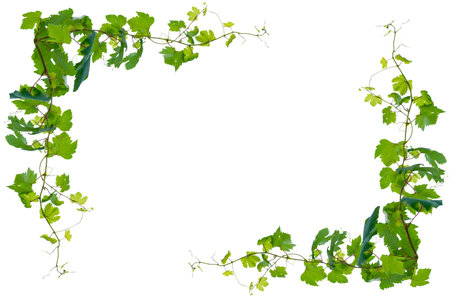 vine frame leaf vine isolates on a white backgroundの写真素材