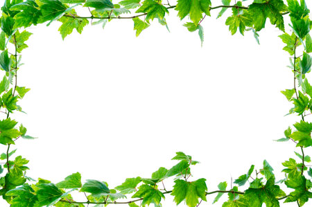 vine frame leaf vine isolates on a white backgroundの写真素材