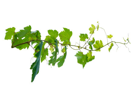 vine frame leaf vine isolates on a white backgroundの写真素材