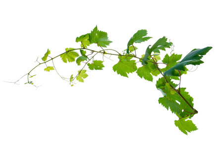 vine frame leaf vine isolates on a white backgroundの写真素材