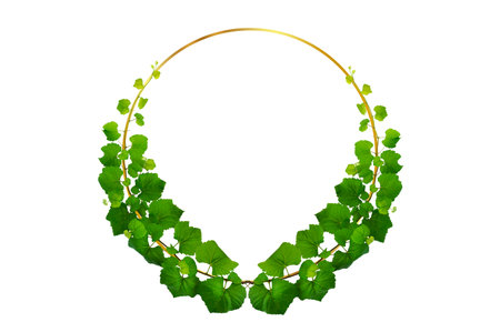 vine frame leaf vine isolates on a white backgroundの写真素材