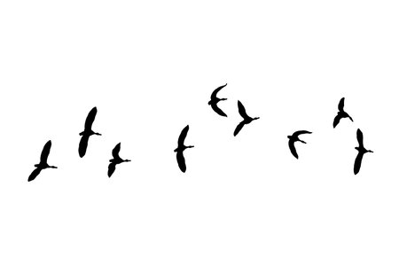 Bird sillhouette Flock black birds. Flocks of flying pigeons isolated on white background. Save with clipping path. flying birds formation of pigeons many isolated for backgoundの写真素材