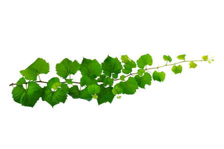 vine frame leaf vine isolates on a white backgroundの写真素材