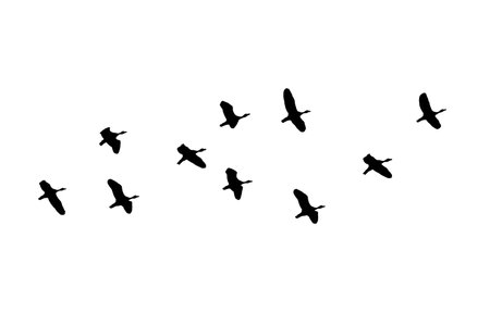 Bird sillhouette Flock black birds. Flocks of flying pigeons isolated on white background. Save with clipping path. flying birds formation of pigeons many isolated for backgoundの写真素材