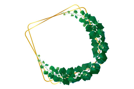vine frame leaf vine isolates on a white backgroundの写真素材