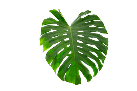 Tropical Monstera Leaf Isolated on White Transparent Background for Design and Decoration. Monstera leaf  isolated tropical foliageの写真素材