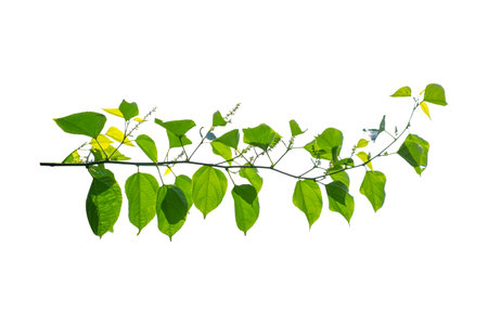 vine frame leaf vine isolates on a white backgroundの写真素材